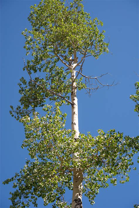 Populus tremuloides